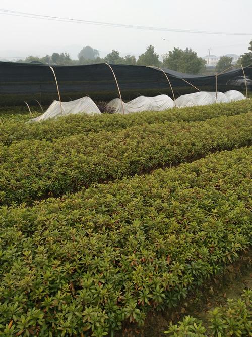 郴州清江花卉苗木草皮種植專業合作社