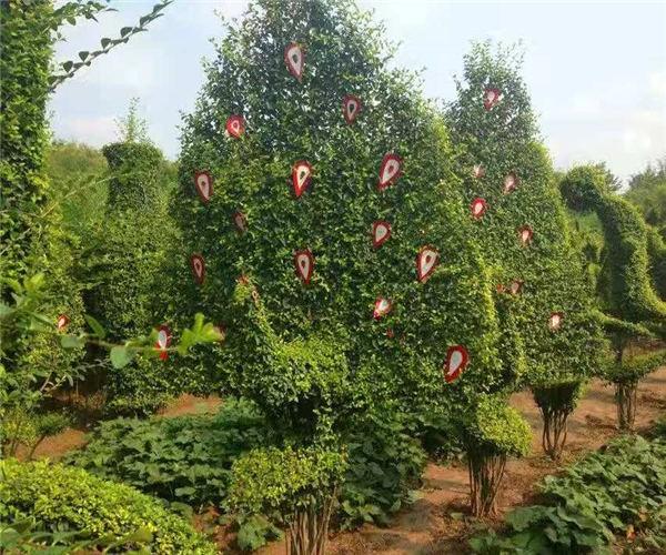 邢臺造型花木種植基地量大從優