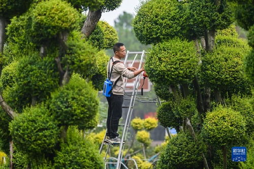 浙江金華 花卉苗木產業助推富民路