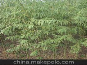 花木栽培價格 花木栽培批發 花木栽培廠家