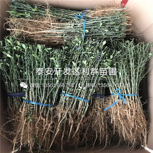 枸橘樹苗價格 枸橘樹苗多少錢一棵