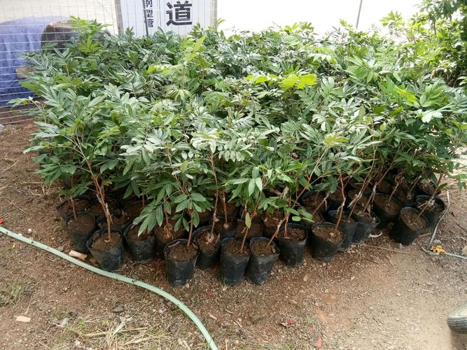 花木種苗種類多,歡迎種植的農(nóng)民朋友們過來參觀考察.