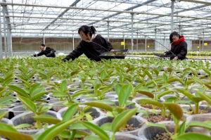 常州 介質(zhì)栽種花卉苗木即將出口沙特