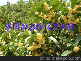 白蠟盆景圖價格 白蠟盆景圖批發 白蠟盆景圖廠家