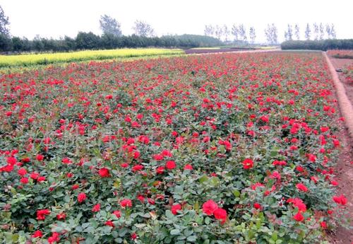 沭陽禹貢花木園藝場提供的大量綠化工程苗木紅帽