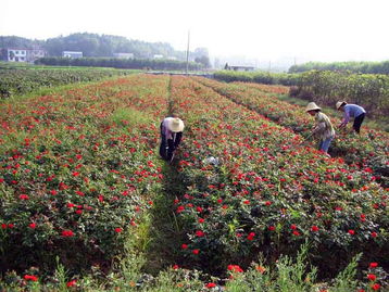 供1000萬棵盆金葉女貞紅葉石楠紅葉小檗月季