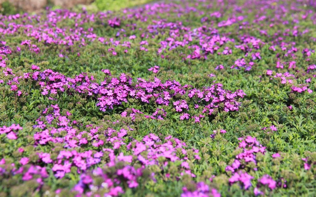 清明花卉種植忙 平谷馬昌營鎮百畝鮮花齊放