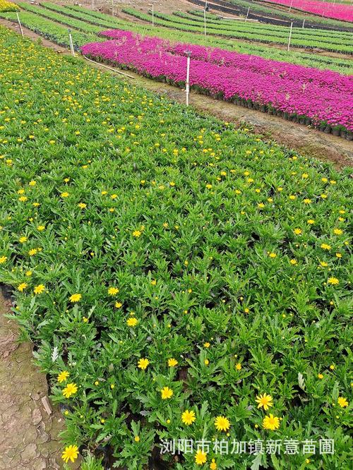 木春菊多年生草本花卉花期長庭院公園花壇種植基地有售量大優惠