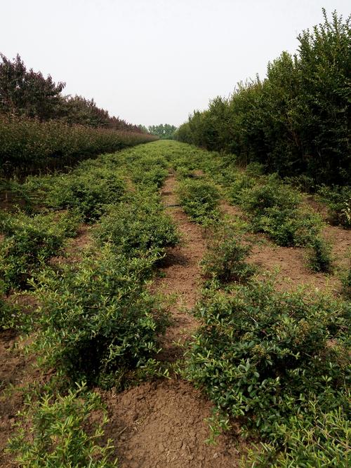 【花木火棘球】-火棘-種植基地_報(bào)價(jià)_今日行情價(jià)格走勢-宿遷市沐陽