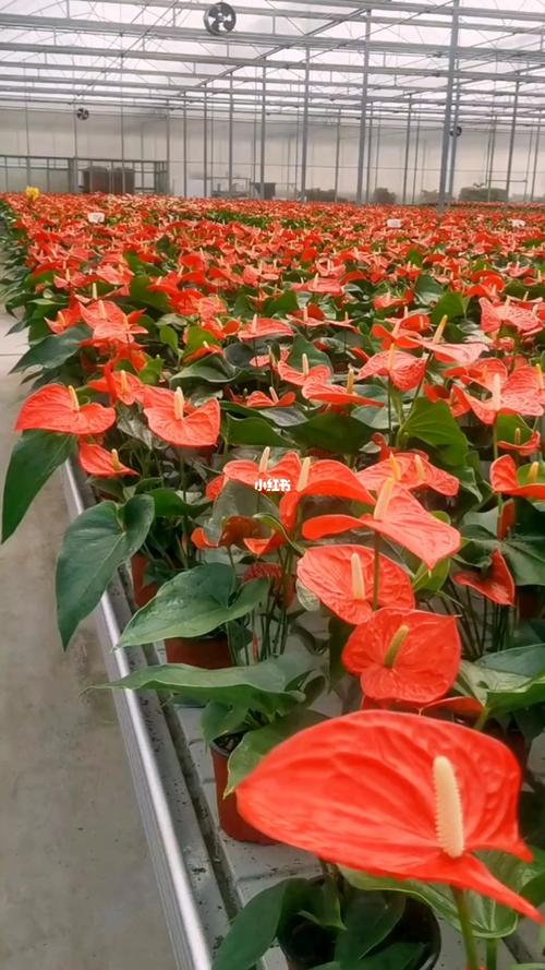 花卉種植溫室大棚紅掌可以出貨了
