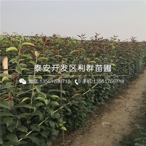 【山東5公分梨苗、山東5公分梨苗出售價格】- 