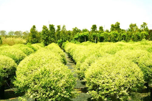 花木種植養(yǎng)護(hù)中常見的10大錯誤,請避免
