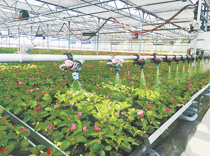 無土栽培培育市政綠化花卉苗