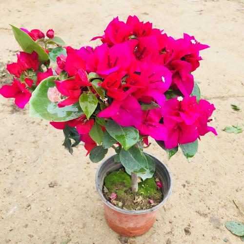 庭院綠化室內(nèi)盆栽三角梅 四季種植爬藤花卉觀葉綠植 小老樁三角梅