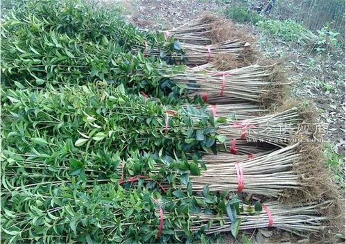 百佳園林綠化環(huán)境 5公分桂花苗 長春5公分桂花苗圖片