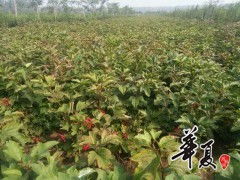 精品天目瓊花大量供應,沭陽縣華新花木種植專業合作社 供應產品 沭陽縣華新花木種植專業合作社