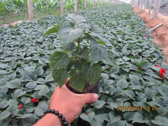青洲花卉苗木交易市場