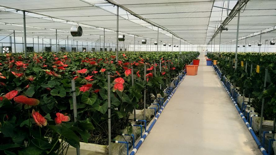 基地已成為海南省規(guī)模最大,設(shè)施最完善,檔次最高的紅掌鮮切花種植基地