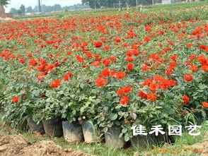 江蘇沭陽佳禾花卉園藝公司 商業信息