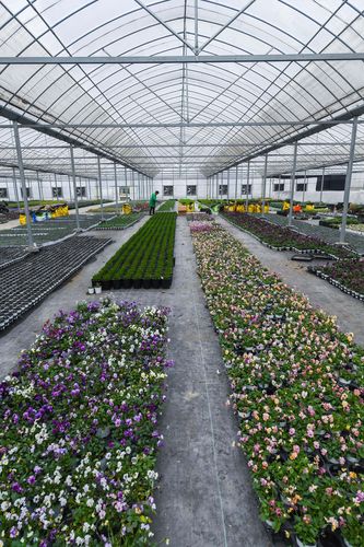 這是12月23日拍攝的崇福農創園大棚內種植的各類年宵花卉.