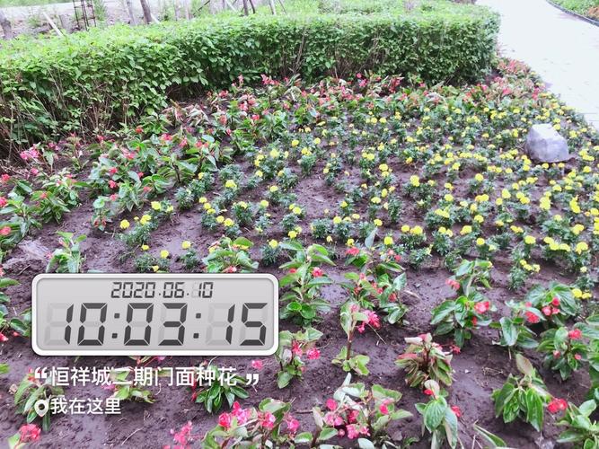 "滿園春色,百花齊放"恒祥城物業栽植花卉,營造溫馨家園