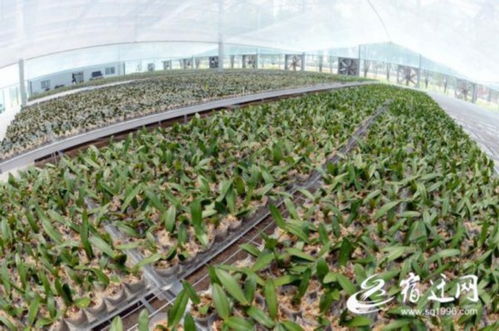 江蘇沭陽推動花木產業轉型 健康發展