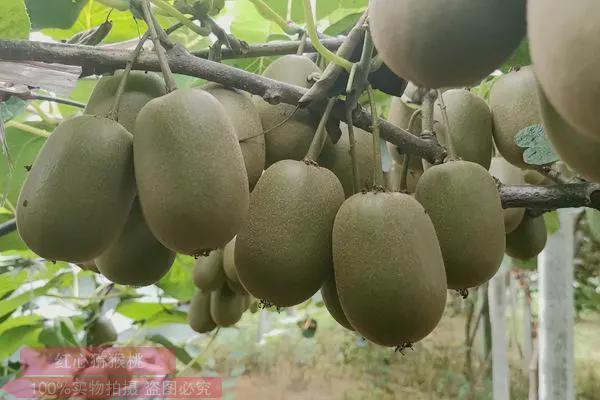出市又入市雙循環(huán)助力遵義農(nóng)產(chǎn)品走俏市場(chǎng)