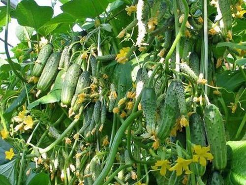 如何種植一個(gè)農(nóng)作物豐收orucov