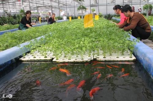 單一類型產(chǎn)品種植產(chǎn)出的經(jīng)濟(jì)效益有限,多元化布局種植多類型的農(nóng)產(chǎn)品