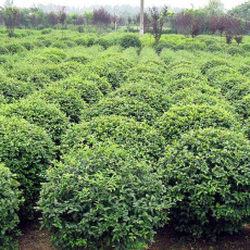 駐馬店市泓莊園花木種植有限公司-首頁