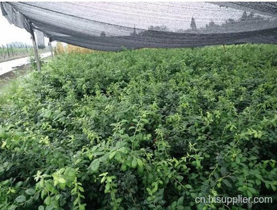 藍莓苗技術支持-海商網,經濟作物和植物產品庫
