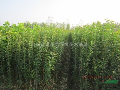 潢川縣建杰花木種植專業合作社