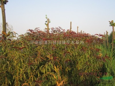 潢川縣建杰花木種植專業合作社