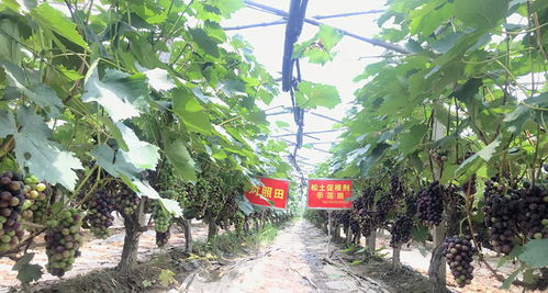 高標準農田土壤改良技術及不同類型障礙性土壤改良措施 指標