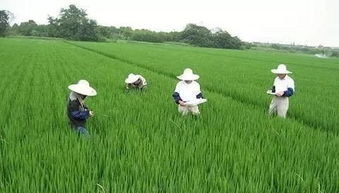 2.8億多元 這項補貼下達宣化區 崇禮區 康?？h等地