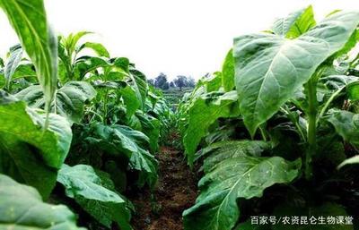 烤煙用哪個葉面肥?如何快速膨大?烤煙增產的施肥要點有哪些?