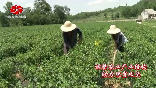 大方縣黃泥塘鎮(zhèn)萬畝高效特色經濟作物助農增收