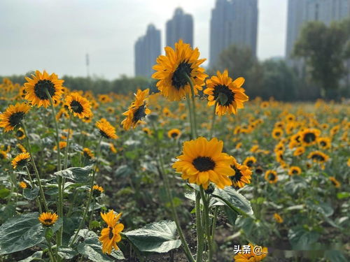 沈陽 長假不出市就有的好風景