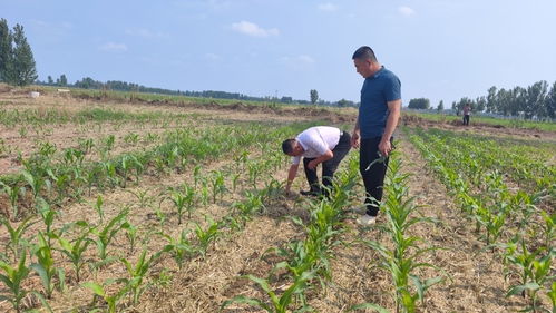 及時雨給農作物 解渴 了,濟南夏收夏種工作基本結束