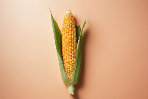 飽滿多汁的農作物玉米棒子攝影圖片 攝影圖 下載至來源處
