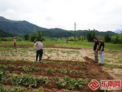 建甌市徐墩鎮(zhèn) 千畝農(nóng)作物被水淹 生產(chǎn)自救有序展開