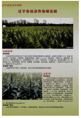 遼寧省農(nóng)業(yè)科學(xué)院遼寧省經(jīng)濟(jì)作物研究所