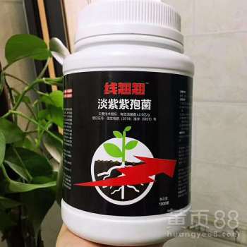 【線翹翹淡紫紫孢菌-線蟲的克星】-