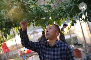 鳳見第154期 我的家鄉(xiāng)是 紅都