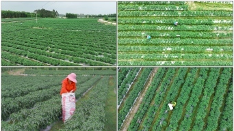 種植經(jīng)濟(jì)作物 種植經(jīng)濟(jì)作物_光廠(VJ師網(wǎng))