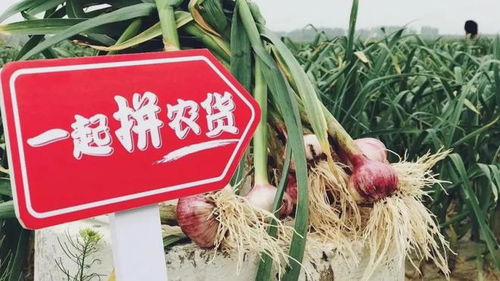 都說扶持農(nóng)業(yè)和中小企業(yè) 為何拼多多堅(jiān)持到最后