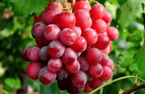 解藥害,保花護(hù)果,高效調(diào)節(jié)劑除了蕓苔素內(nèi)酯,還可以用它 mg