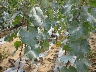 臨沂葡萄苗基地哪家好-海商網,經濟作物和植物產品庫