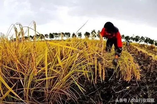 未來10大種植產品或將爆發,你準備好了嗎