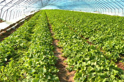 農安縣:因時因勢優化種植結構 特色經濟作物遍地開花